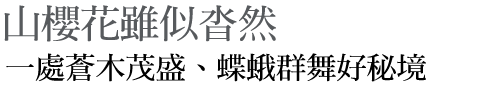 山櫻花雖似沓然 一處蒼木茂盛、蝶蛾群舞好秘境