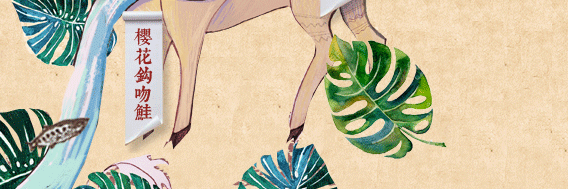 櫻花鉤吻鮭圖