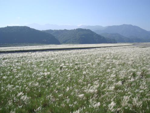 蘭陽溪芒草秋景-前台(含天空)