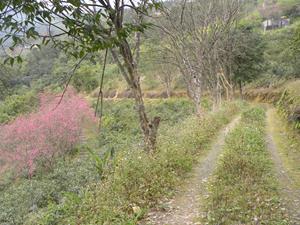 玉蘭登山步道照片