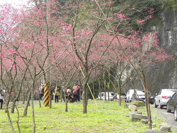 台七丙線櫻花公路-櫻花A區