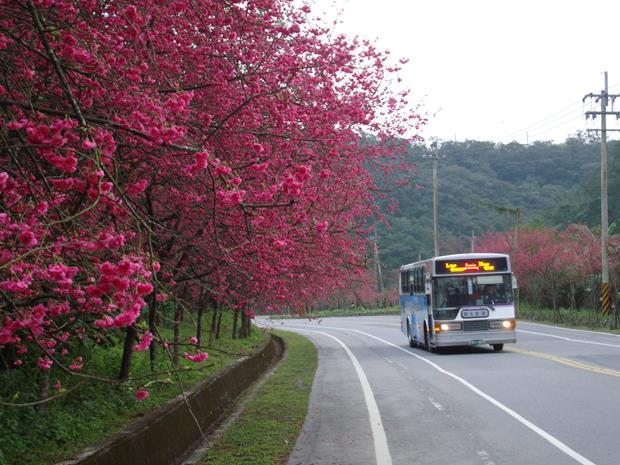 台七丙線櫻花公路-路邊櫻花