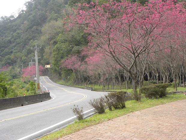 台七丙線櫻花公路-路邊休息區