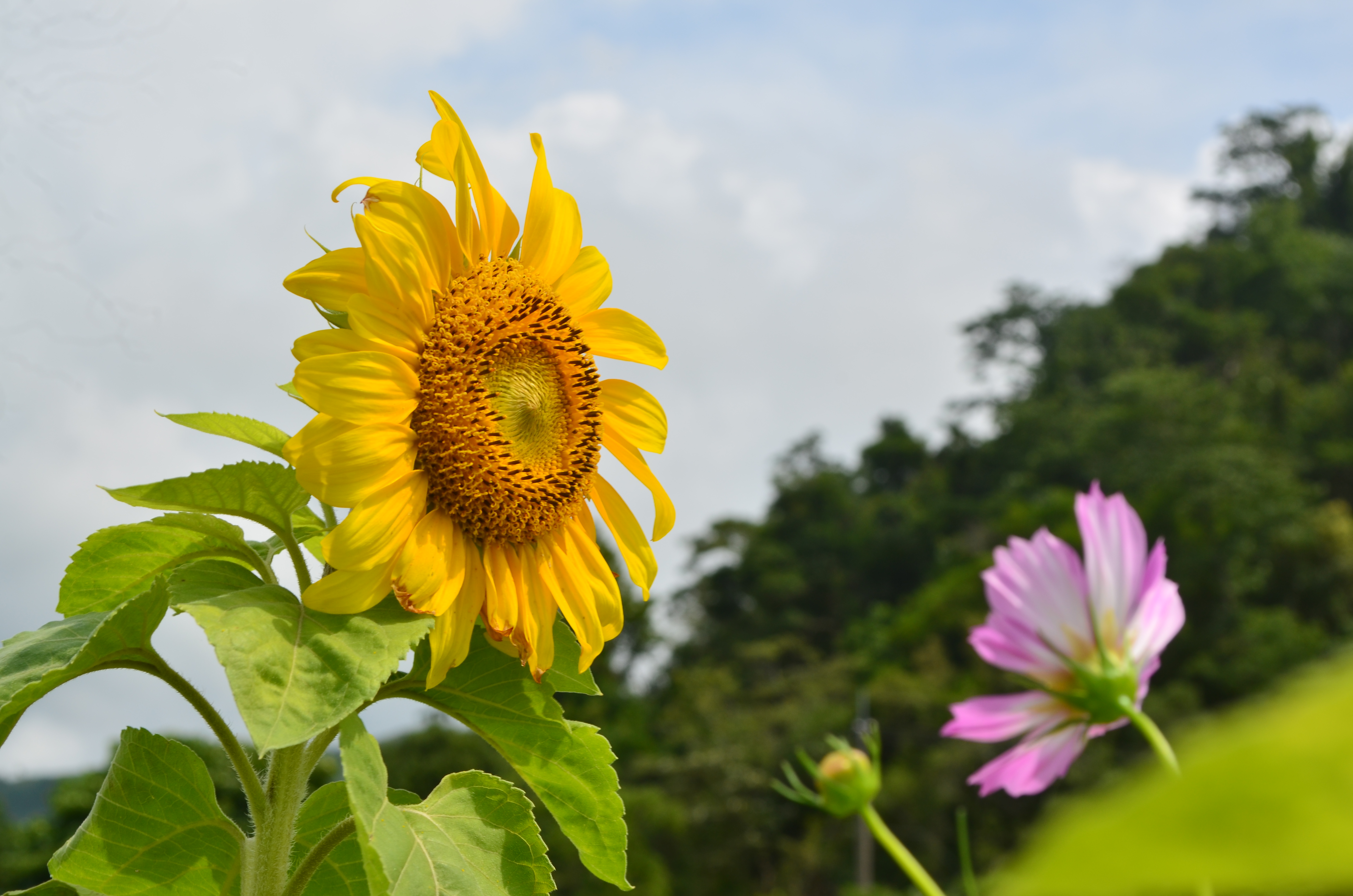 夏戀花海圖片