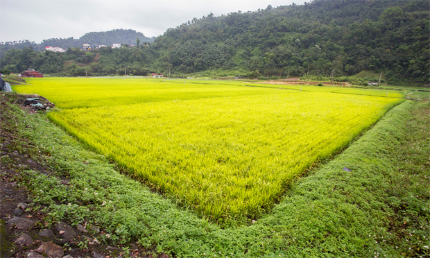 日曬米種植地