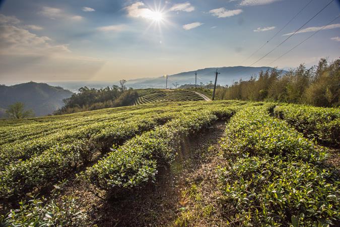 玉蘭茶-茶園