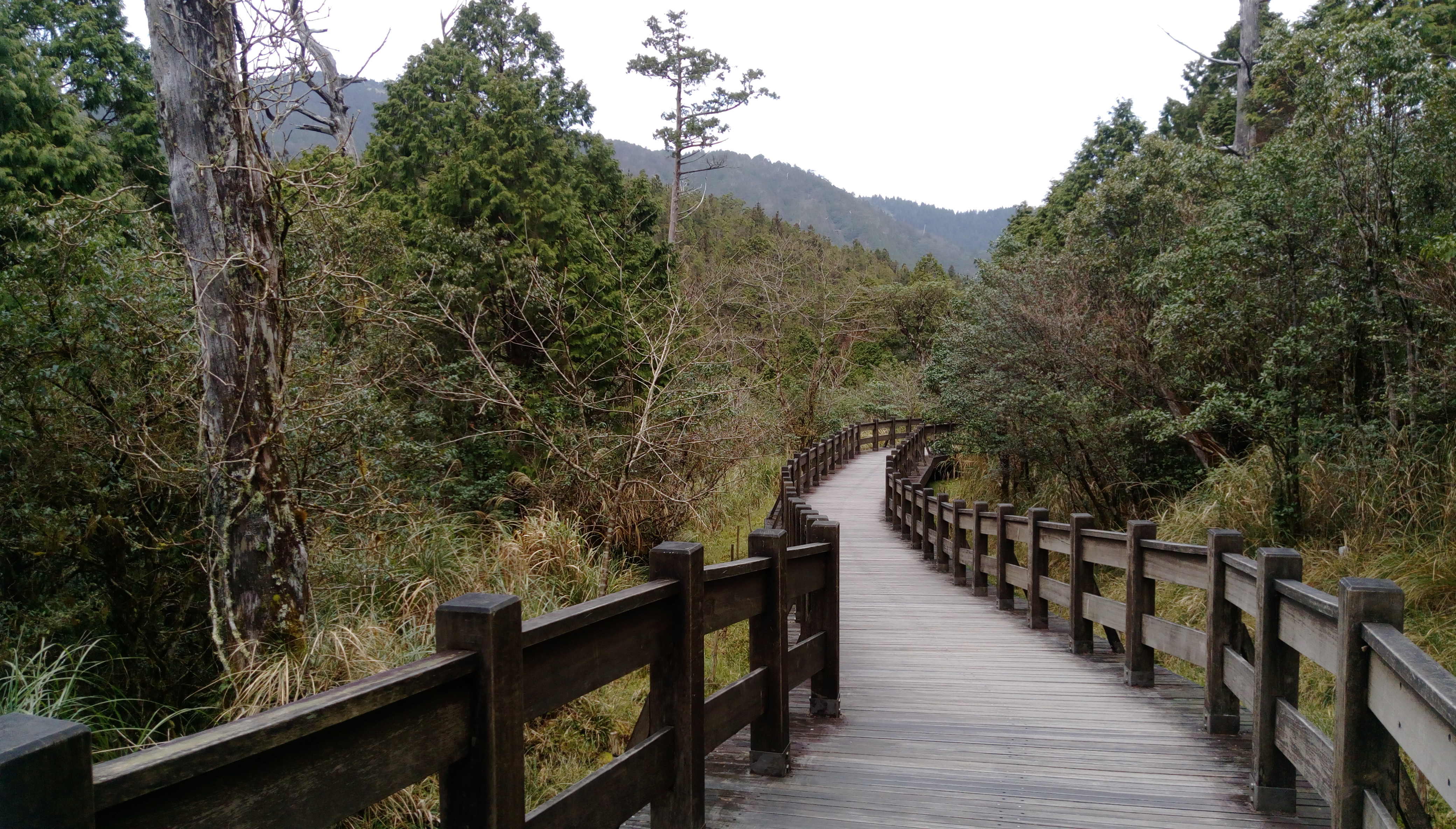 翠峰湖環山步道-山林B