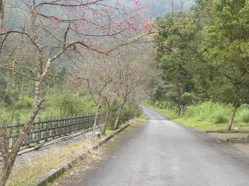 玉蘭登山步道-櫻花道路