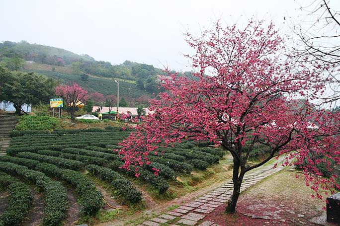 山泰茶園-採茶整體照